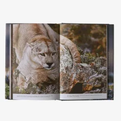 Hot Path Of The Puma: The Remarkable Resilience Of The Mountain Lion Kirjat Ja Oppaat
