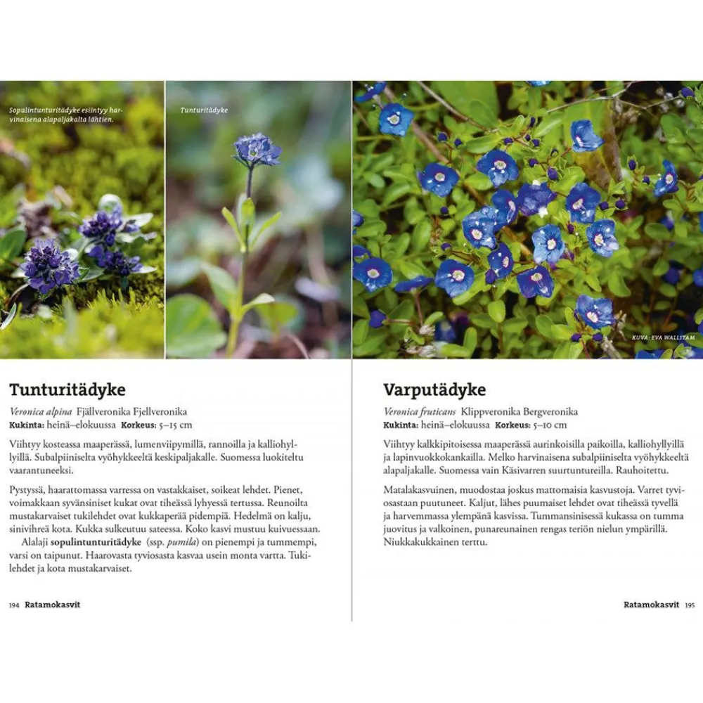 Clearance Vaeltajan Tunturikasvio Opaskirjat Ja Kartat